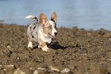 CORGI CARDIGAN 228